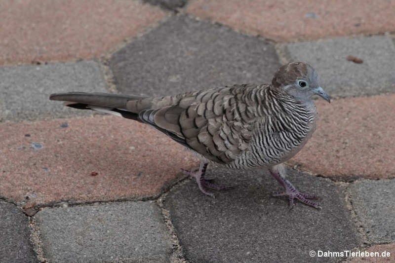 Geopelia striata