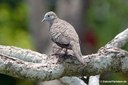 Geopelia striata