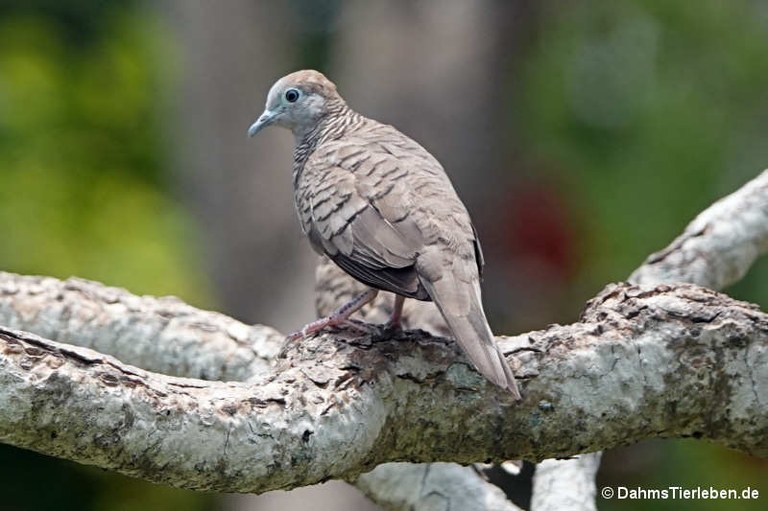 Geopelia striata