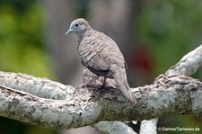Geopelia striata-7