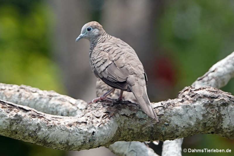 Geopelia striata