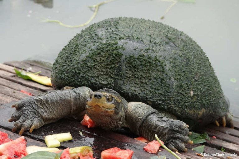 Heosemys annandalii