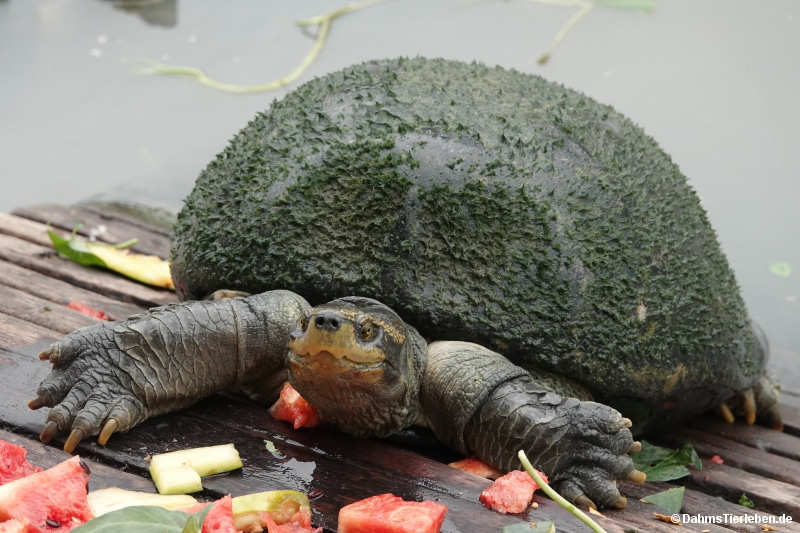 Heosemys annandalii