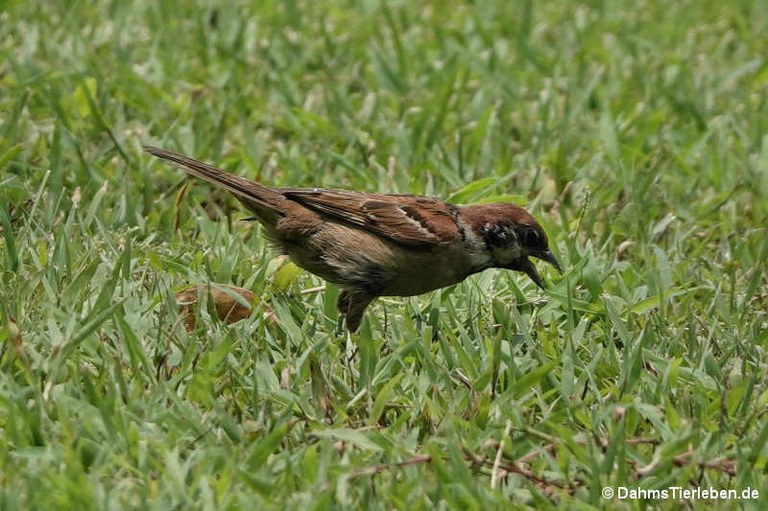 Passer montanus