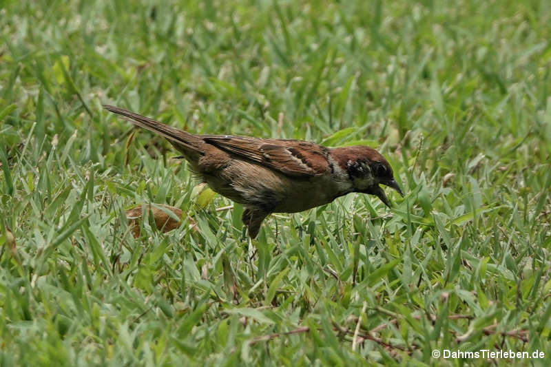 Passer montanus