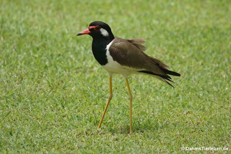 Vanellus indicus