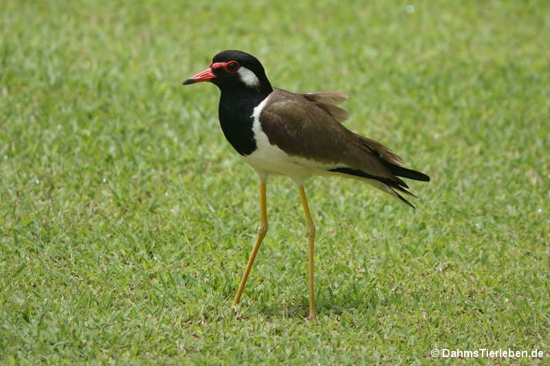 Vanellus indicus