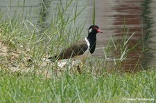 Vanellus indicus-1