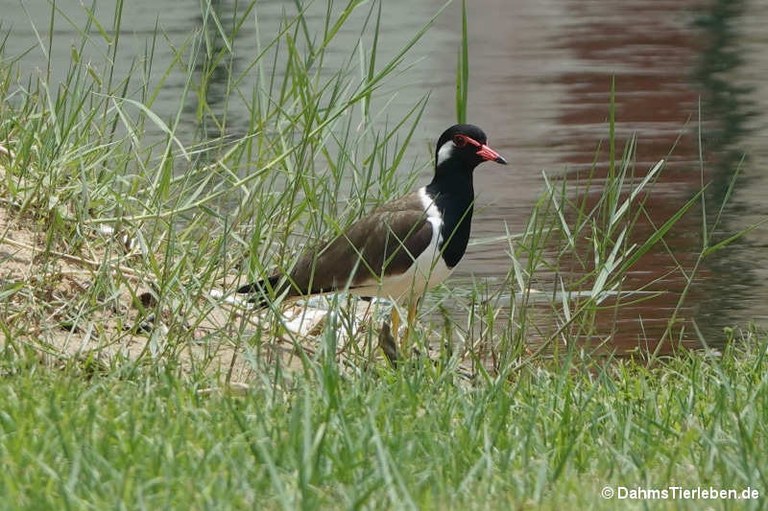 Vanellus indicus