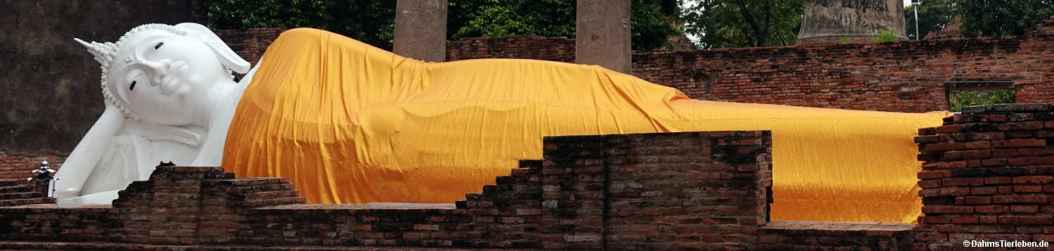 Wat Yai Chai Mongkhon