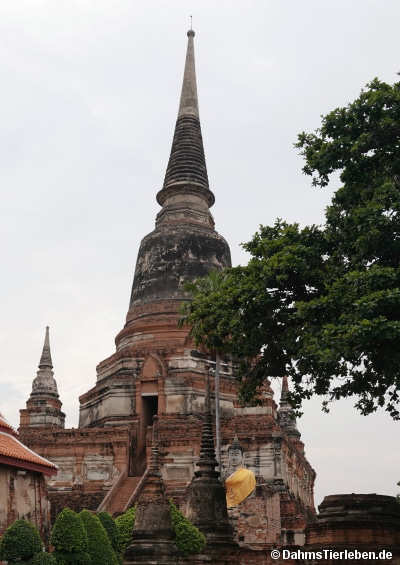 Mongkhon-2