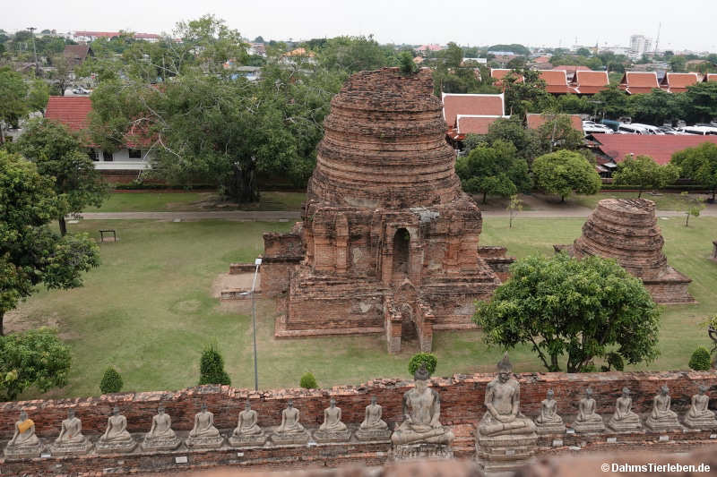 Mongkhon-3