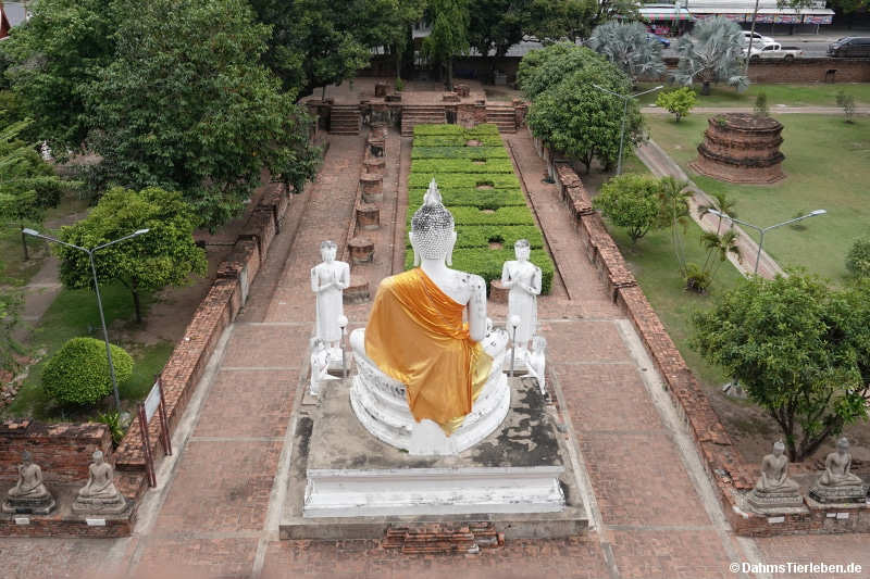 Mongkhon-4