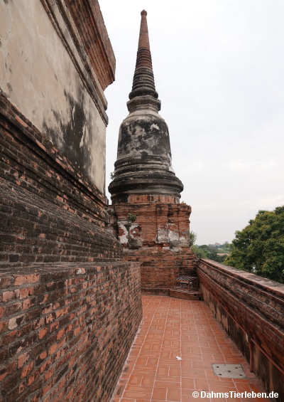 Mongkhon-6