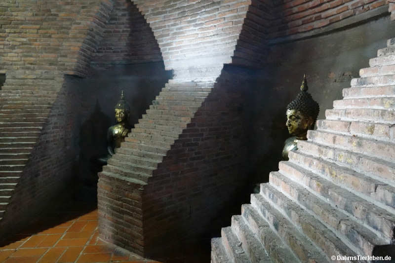 Mongkhon-7