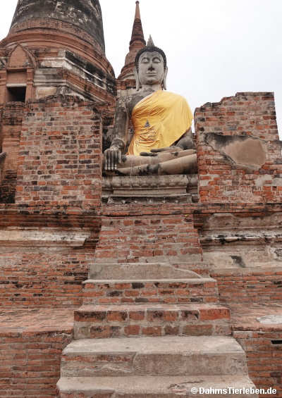Mongkhon-8