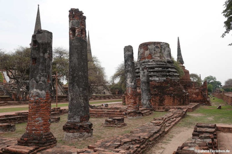 Wat Phra Si Sanphet