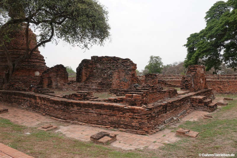 Sanphet-23
