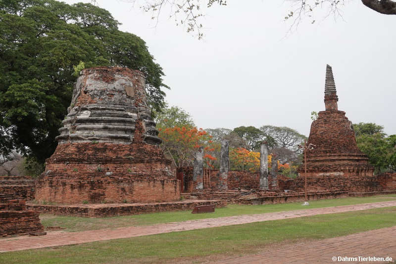 Sanphet-25