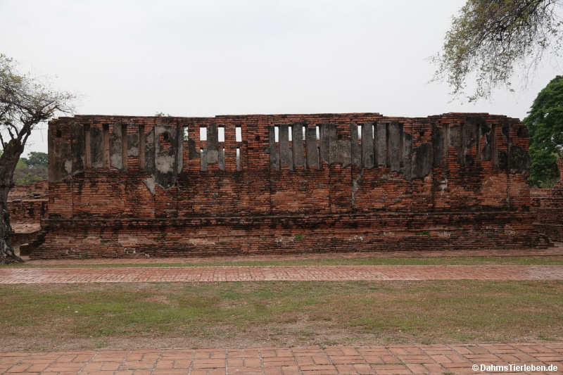 Sanphet-26