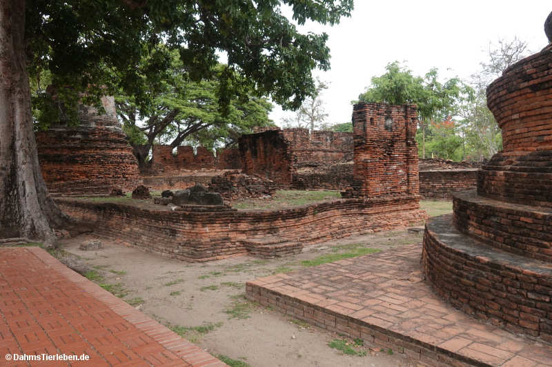Sanphet-5