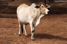 Burma-Banteng (Bos javanicus birmanicus) in Kanchanaburi, Thailand