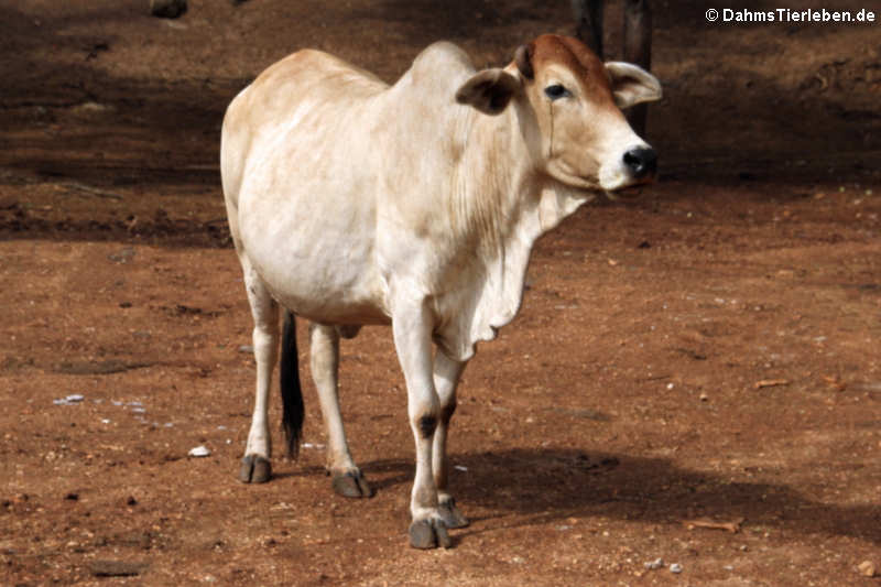 Burma-Banteng Bos javanicus birmanicus-1