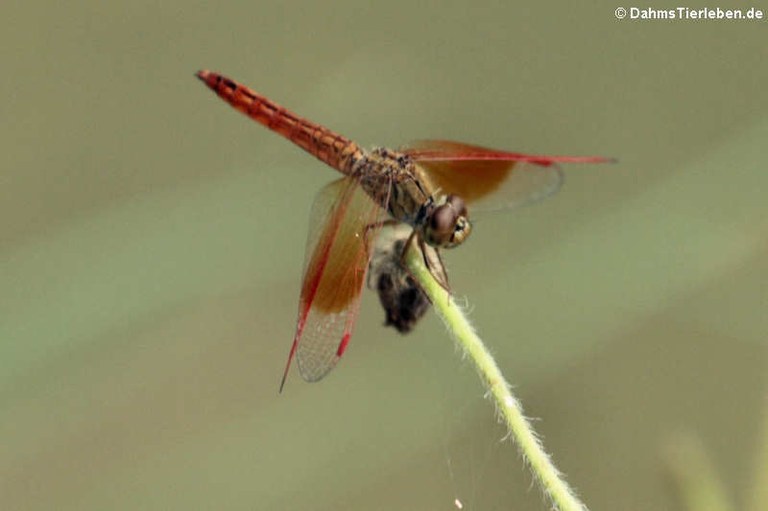 Brachythemis contaminata