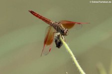 Bernsteinlibelle (Brachythemis contaminata) in Thailand