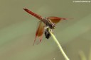 Brachythemis contaminata