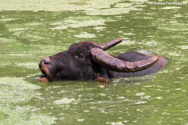 Wasserbüffel Bubalus arnee-6