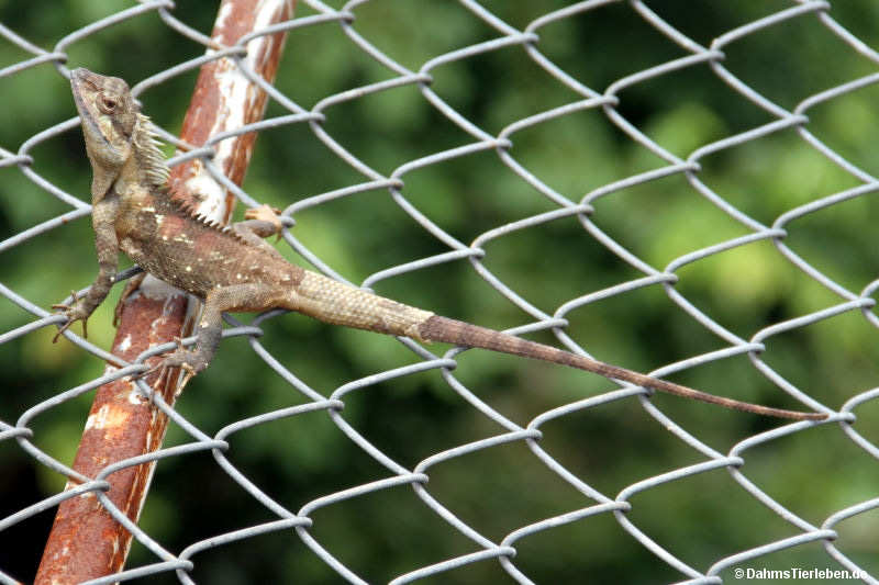 Blaukopf-Schönechse Calotes goetzi-1