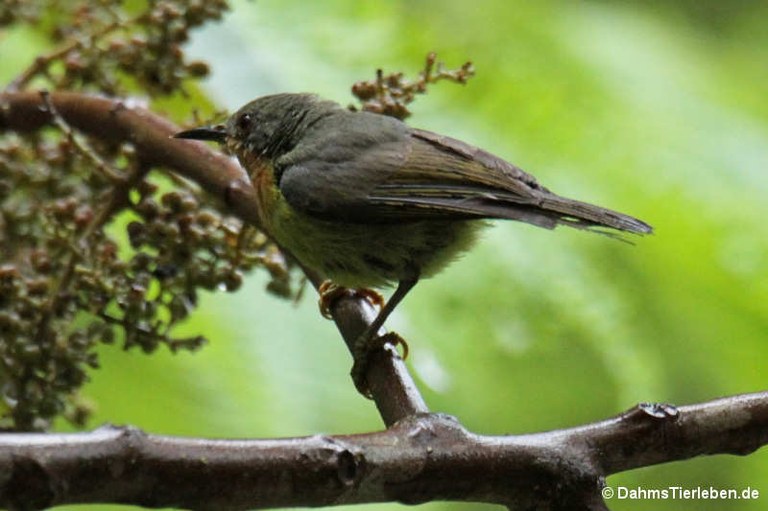 Chalcoparia singalensis