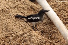 Dajaldrossel (Copsychus saularis) in Thailand