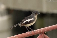 Dajaldrossel (Copsychus saularis) in Thailand