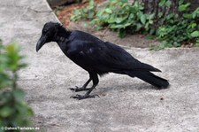 Dickschnabelkrähe (Corvus macrorhynchos) in Bangkok, Thailand