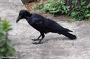 Corvus macrorhynchos