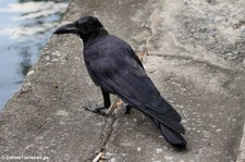 Dickschnabelkrähe (Corvus macrorhynchos) in Bangkok, Thailand