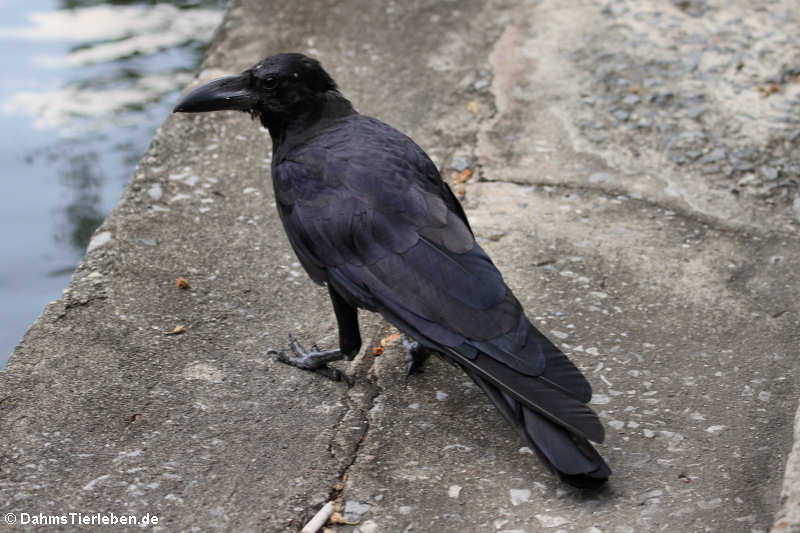 Dickschnabelkrähe Corvus macrorhynchos-2