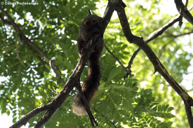 Callosciurus caniceps