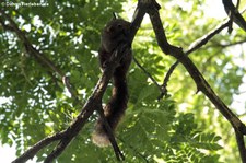 Graubauchhörnchen (Callosciurus caniceps) im Dusit Zoo, Bangkok