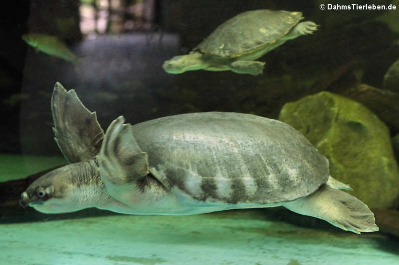 Carettochelys insculpta