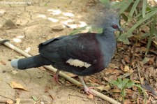 Krontaube (Goura cristata) im Dusit Zoo, Bangkok