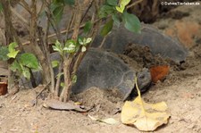 Tempelschildkröten (Heosemys annandalii) im Dusit Zoo in Bangkok, Thailand