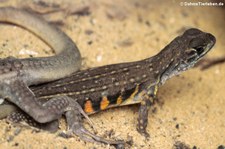 Prachtschmetterlingsagame (Leiolepis belliana) im Dusit Zoo Bangkok