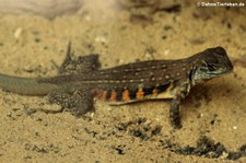 Prachtschmetterlingsagame (Leiolepis belliana) im Dusit Zoo Bangkok