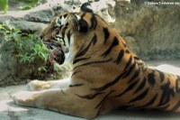 Königstiger
(Panthera tigris tigris) im Dusit Zoo