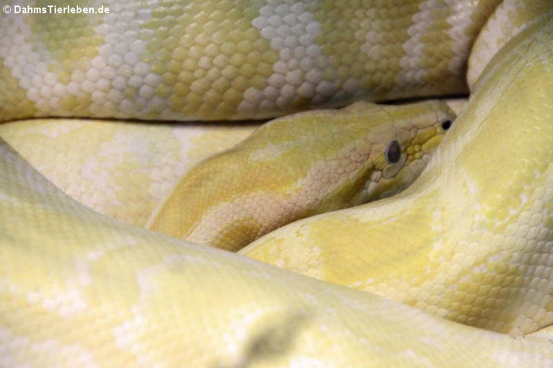 Python bivittatus bivittatus