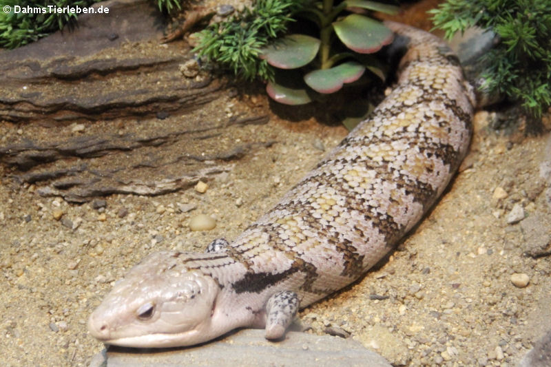 Tiliqua scincoides