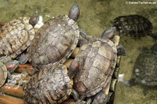 Rotwangen-Schmuckschildkröten (Trachemys scripta elegans) im Dusit Zoo Bangkok
